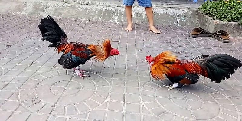 đá gà cựa sắt thomo Cách thức tham gia và chiến thuật hiệu quả trong đá gà cựa sắt thomo