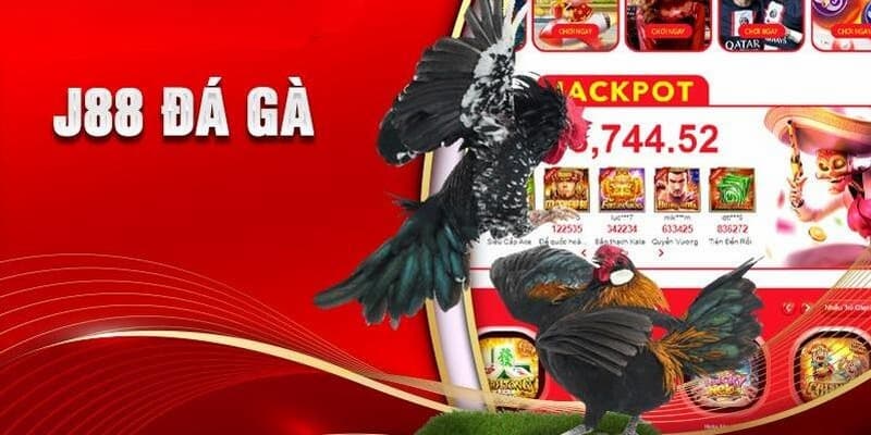 Đá gà J88 Luật chơi đá gà J88 chi tiết cho người mới