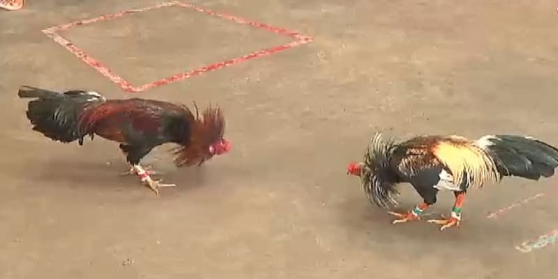đá gà cựa sắt thomo Tổng quan về đá gà cựa sắt thomo
